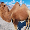 Double Humped Camels- image by vajiramandravi.com