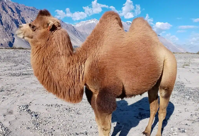 Double Humped Camels- image by vajiramandravi.com